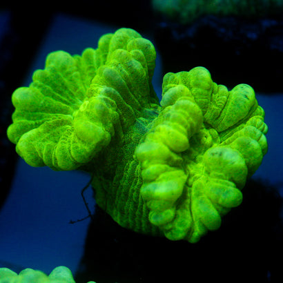 JC Neon Trumpet Coral
