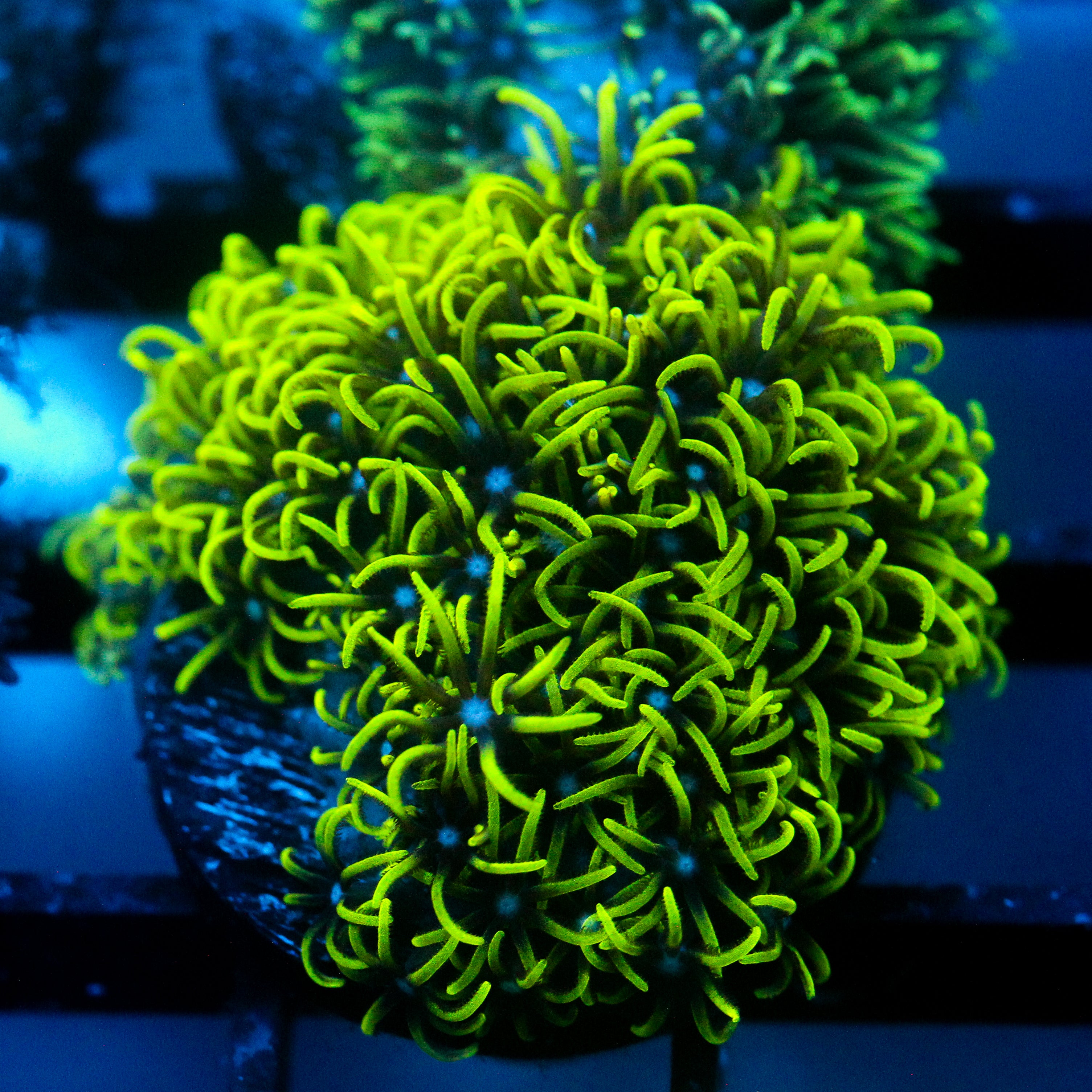 JC Lime Wire Gsp