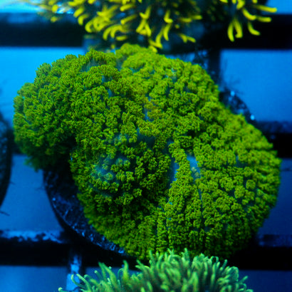 JC Neon Green Rhodactis