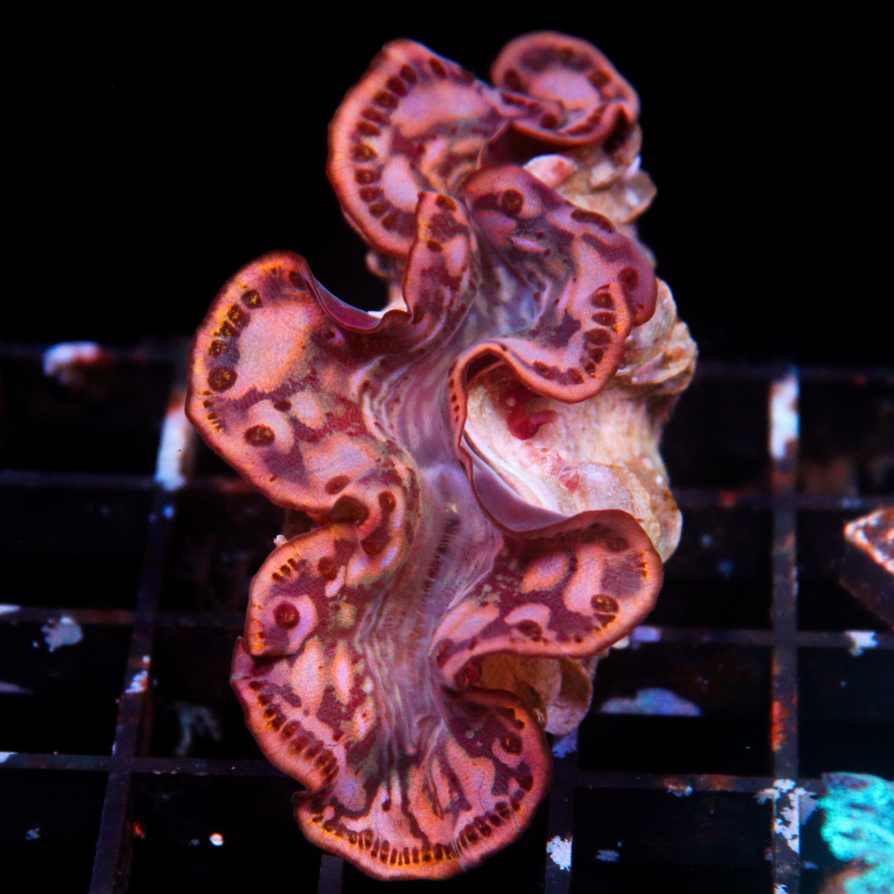 JC Biota Copper Tie dye Maxima