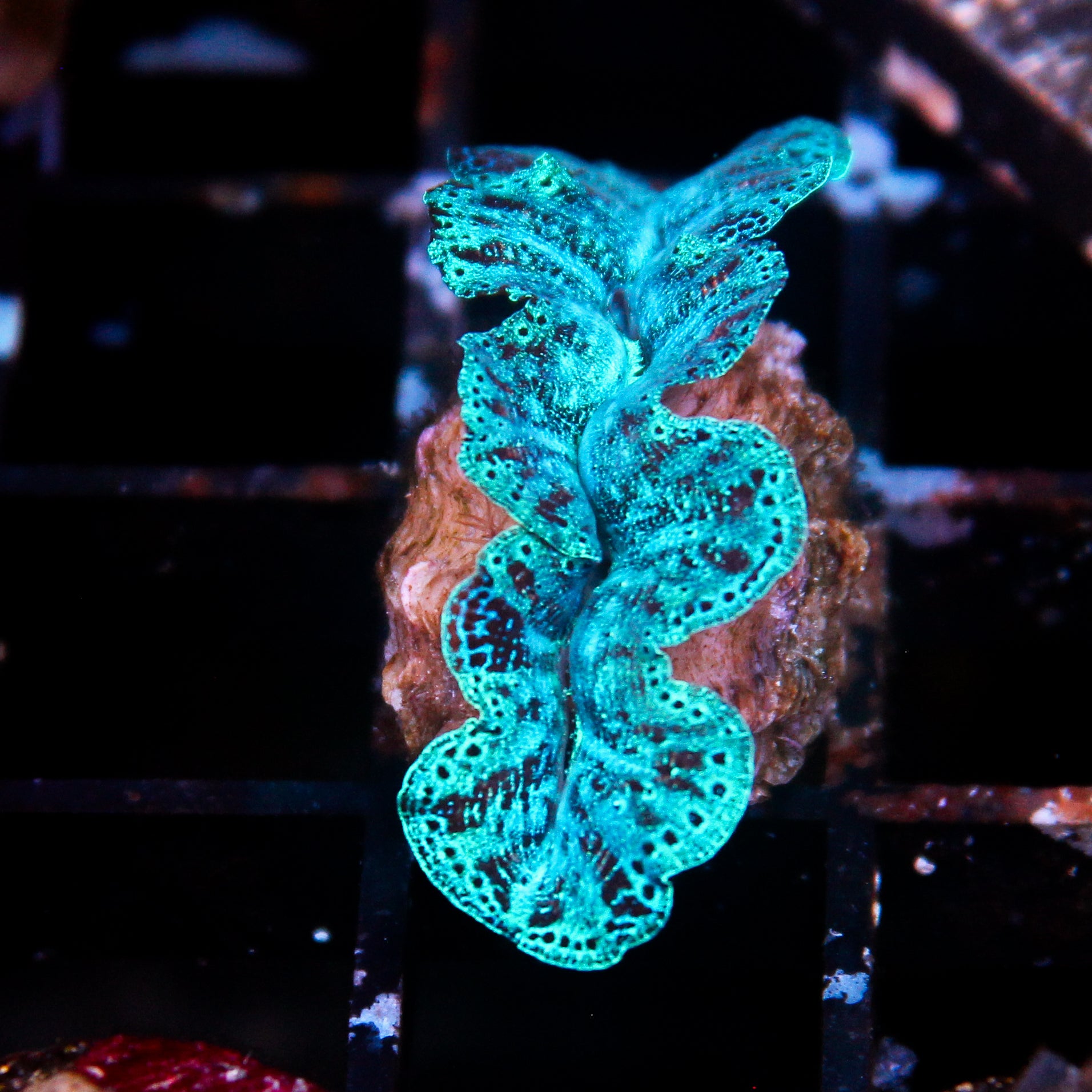 JC Biota Ultra Crocea