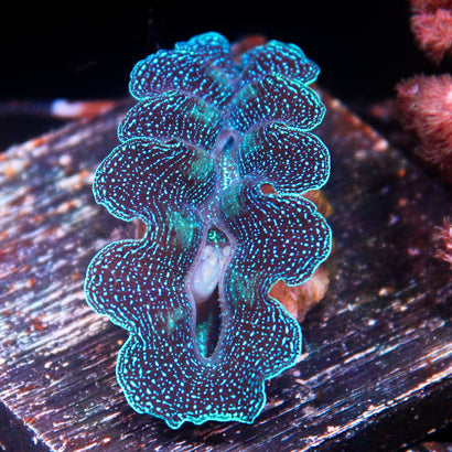 JC Starlight Crocea