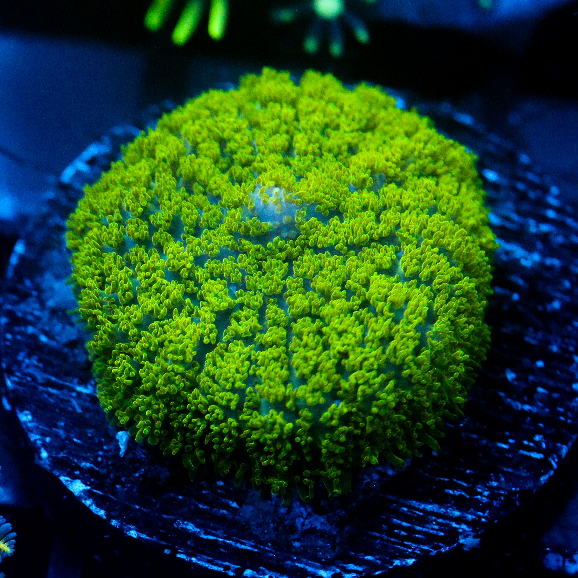 JC Neon Green Rhodactis