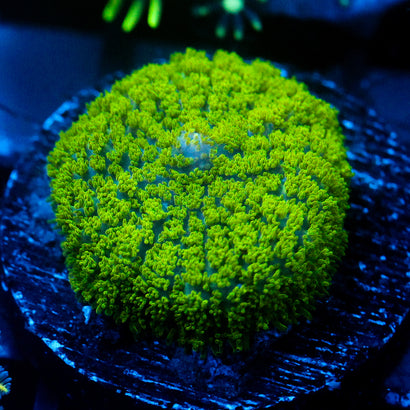 JC Neon Green Rhodactis