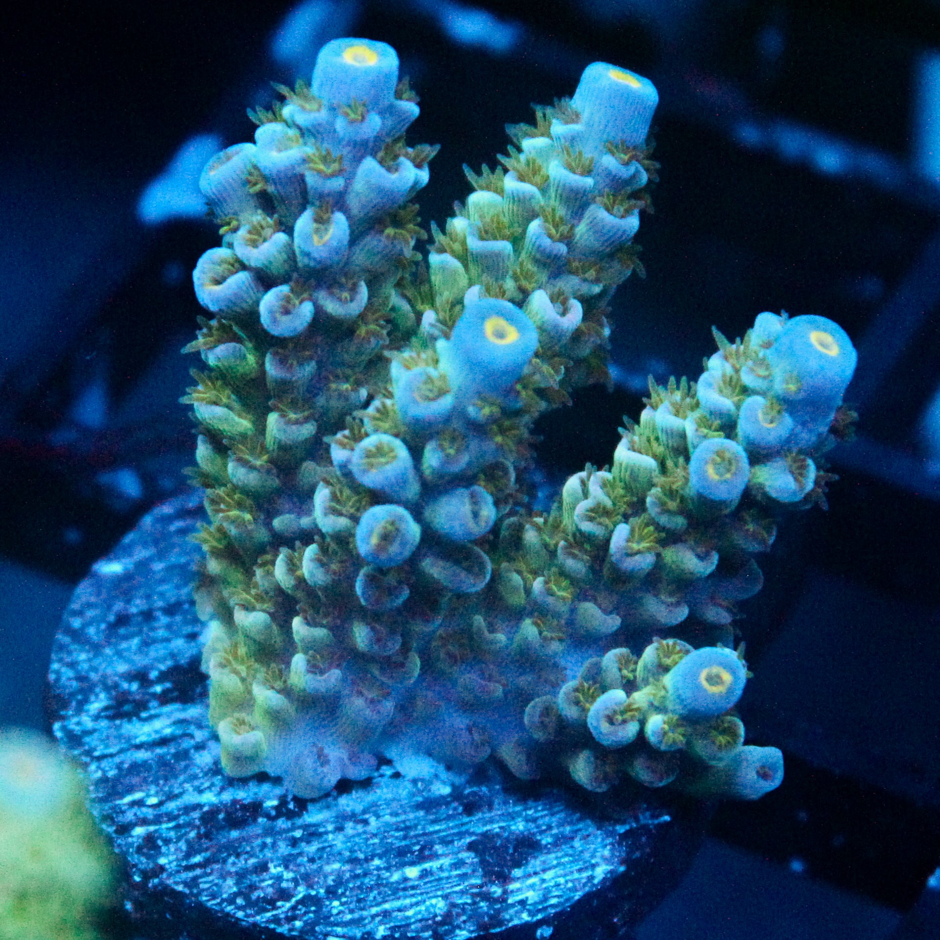 JC Blue Demon Acro