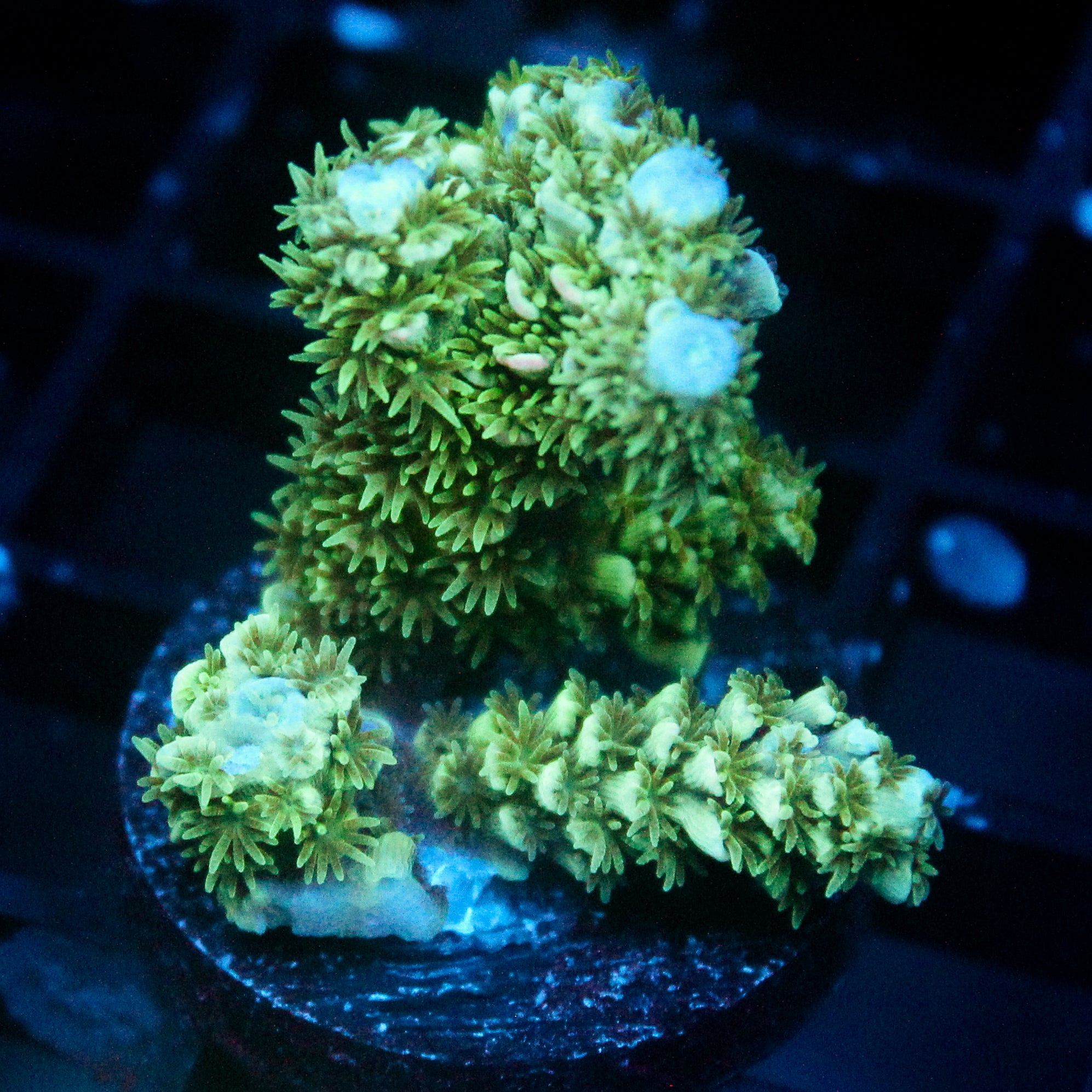 JC Green Furr Acro