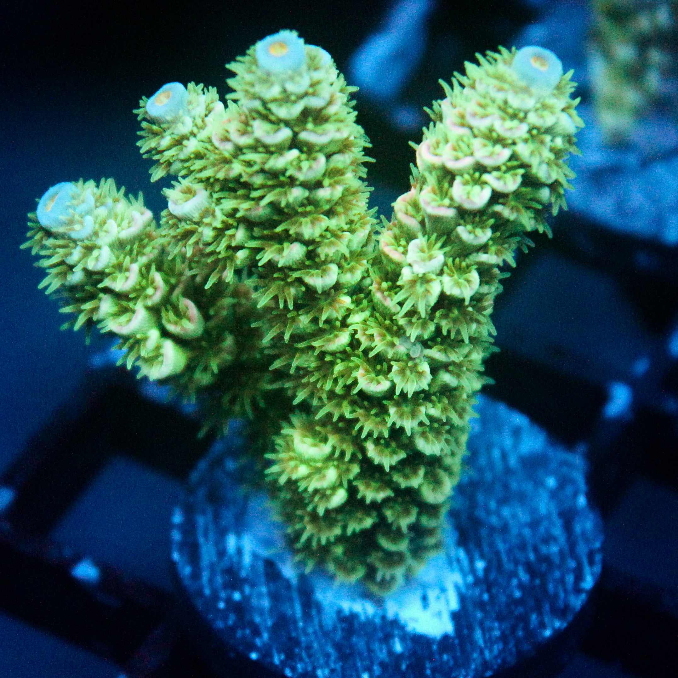 JC Green Demon Acro