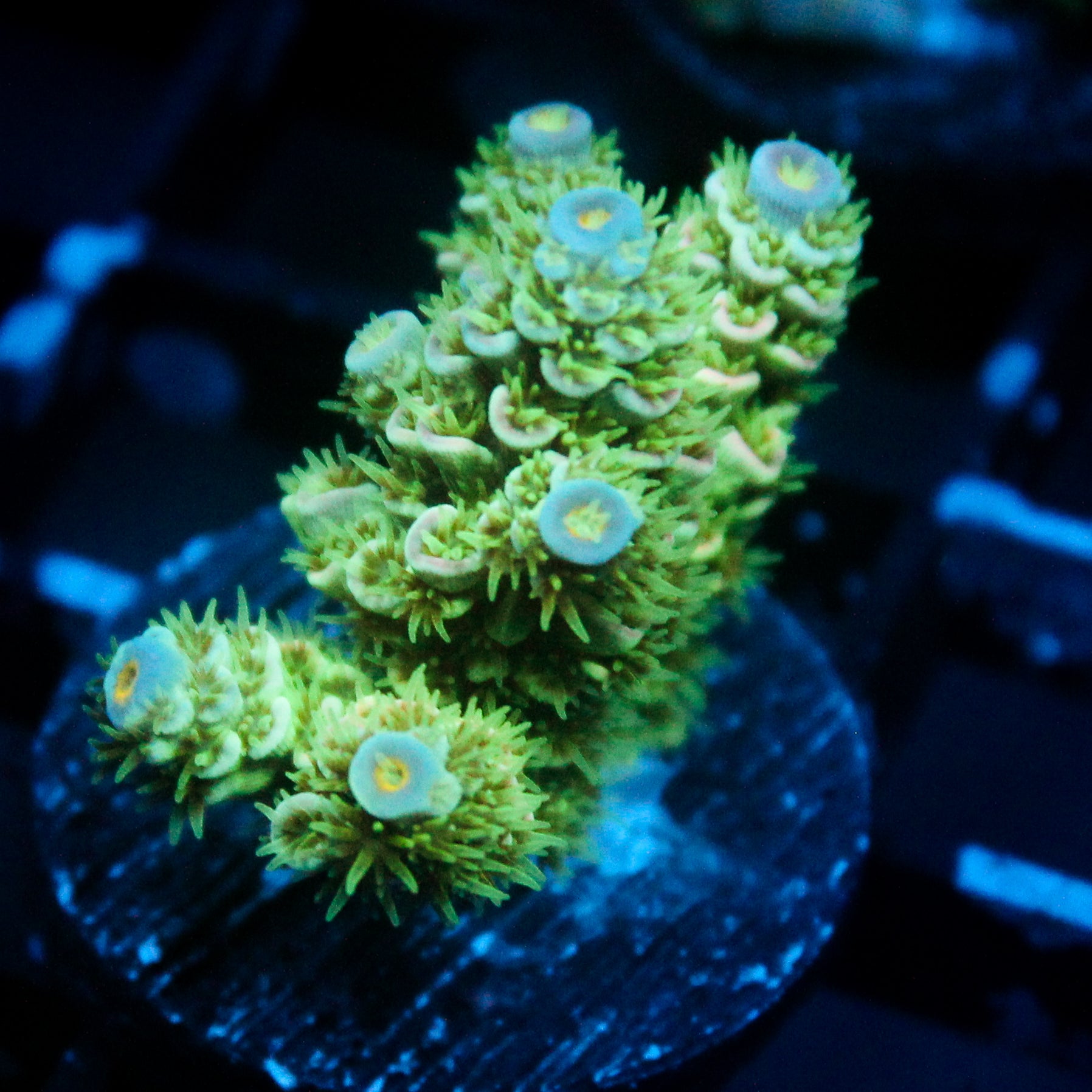 JC Green Demon Acro