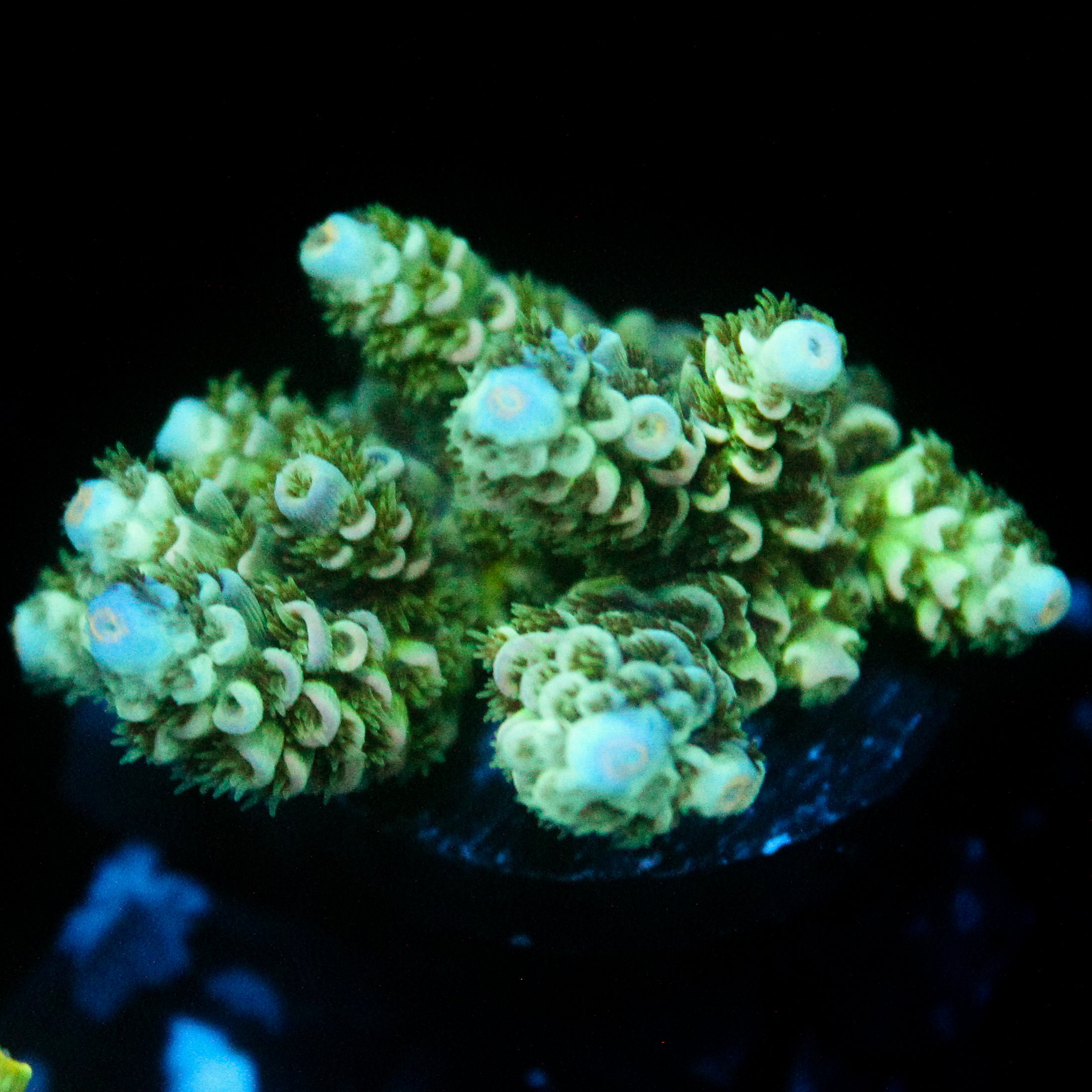 JC Green Furr Acro