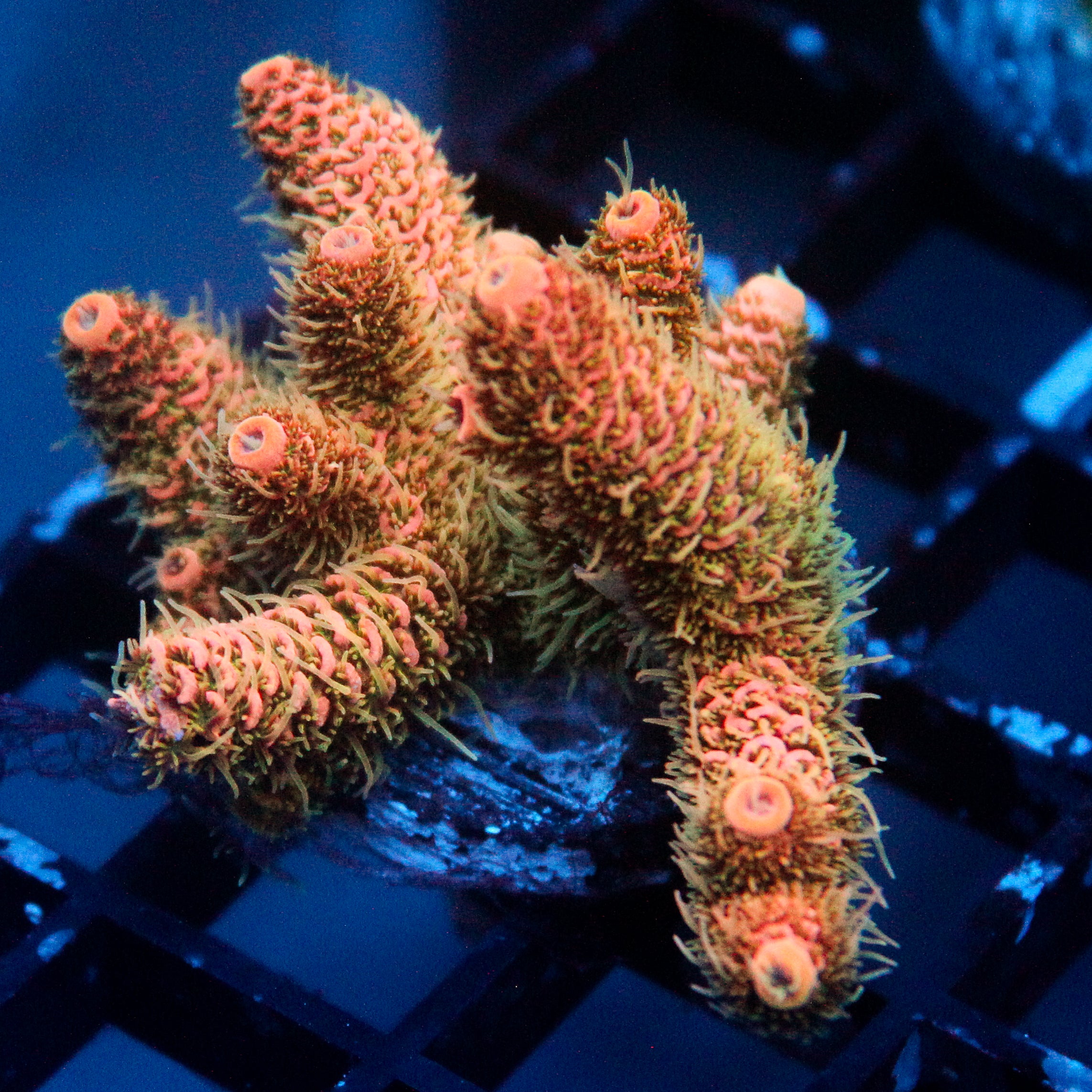 JC Orange Cooler Acro
