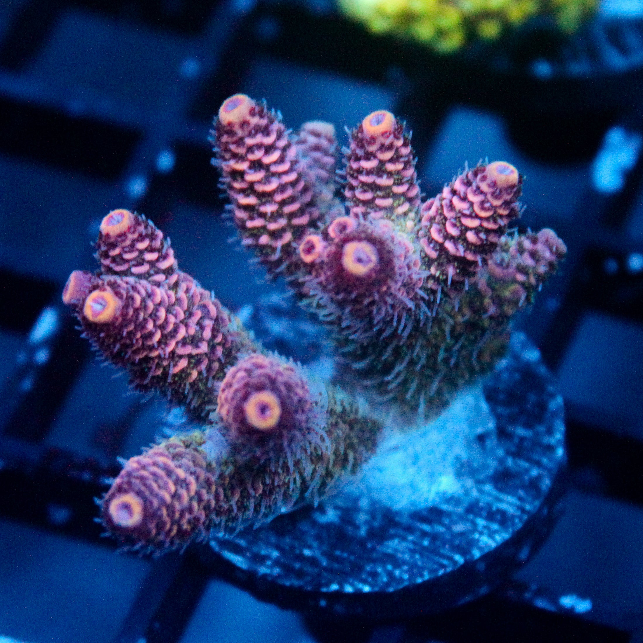 JC Enchantress Acro