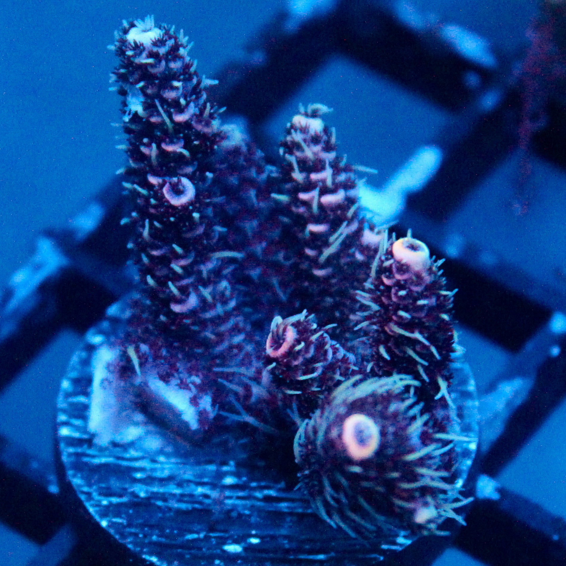 JC True Disaster Acro