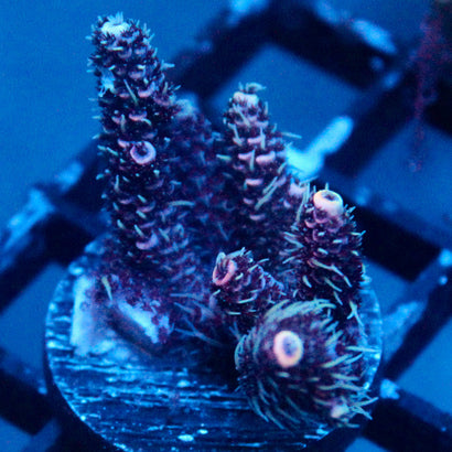 JC True Disaster Acro