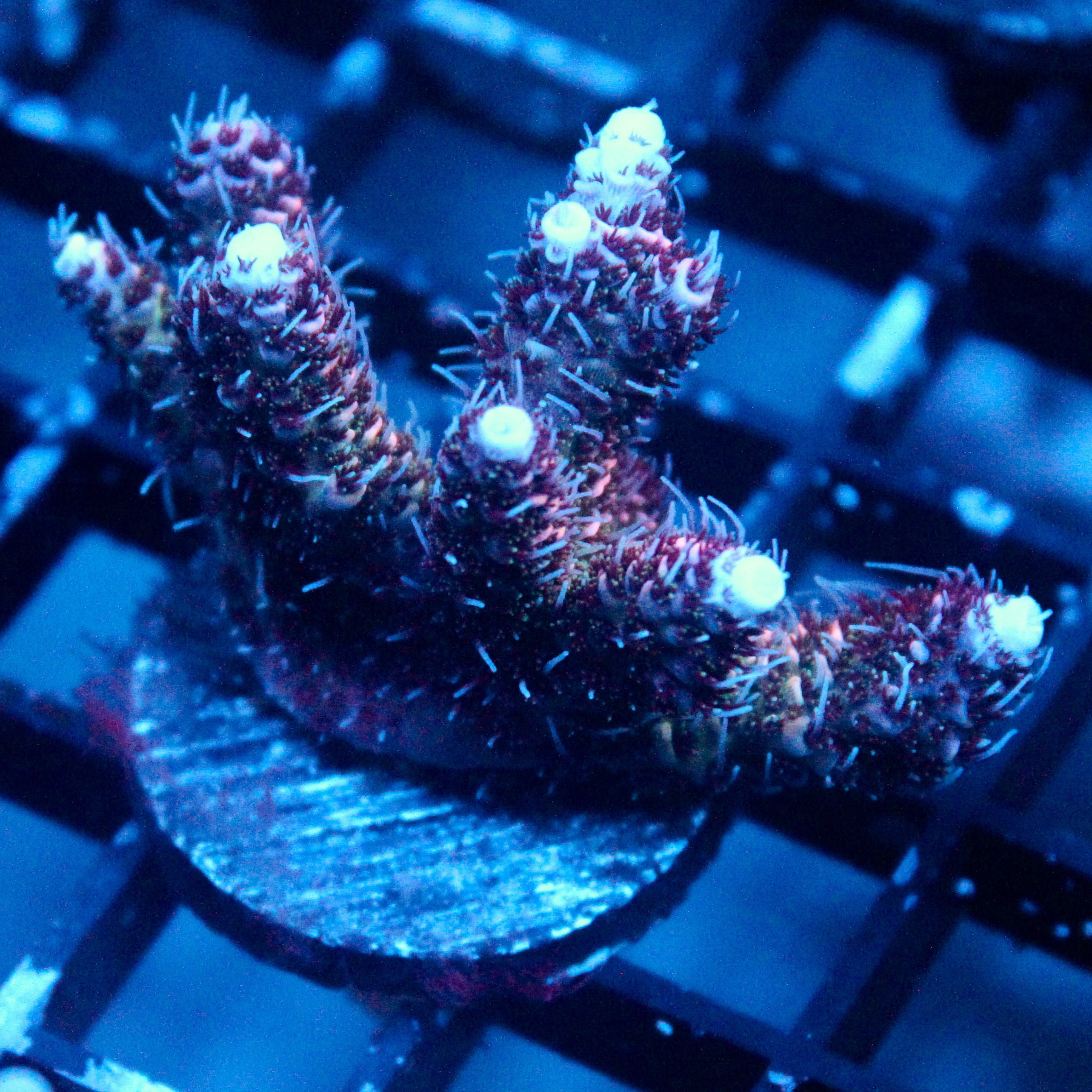 JC Purple Princess Acro