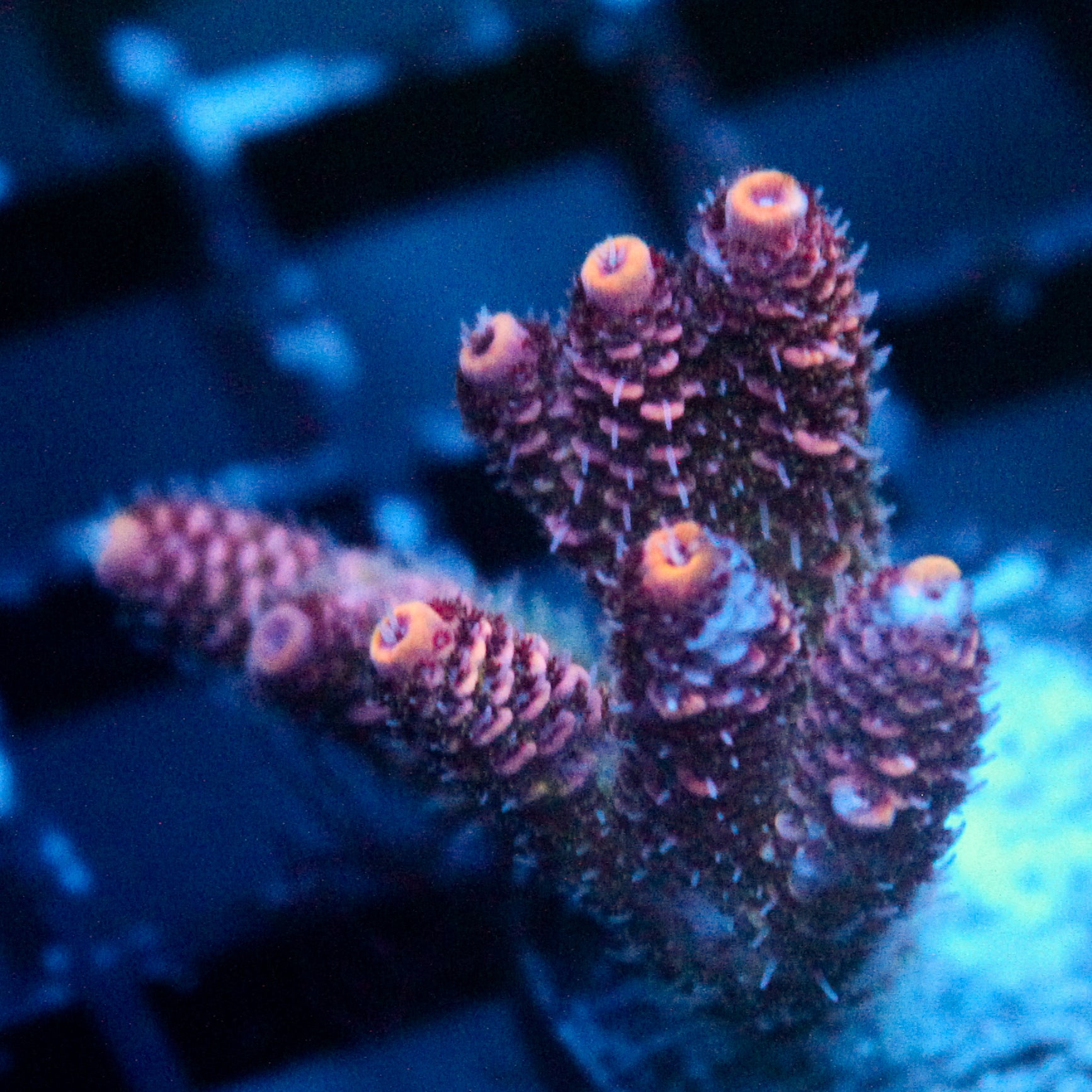 JC Hyacinth Acro