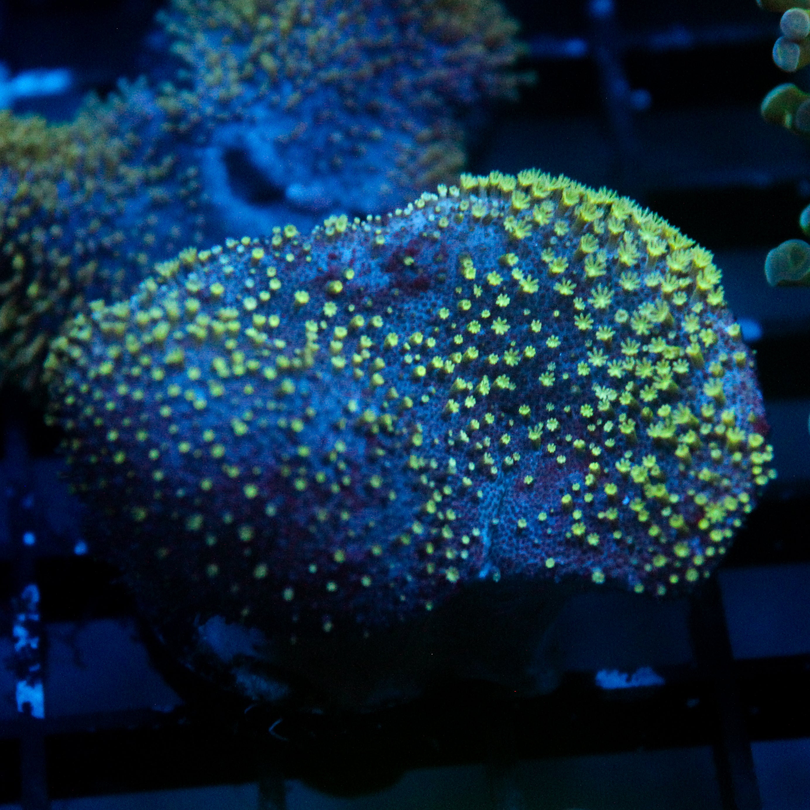 JC Minty Toadstool