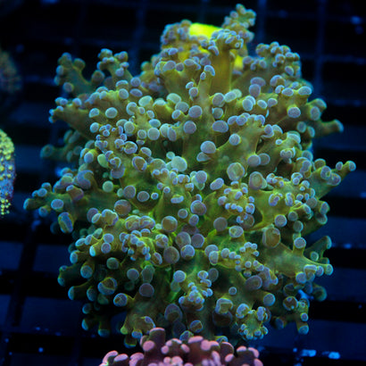 JC Hulk Buster Frogspawn
