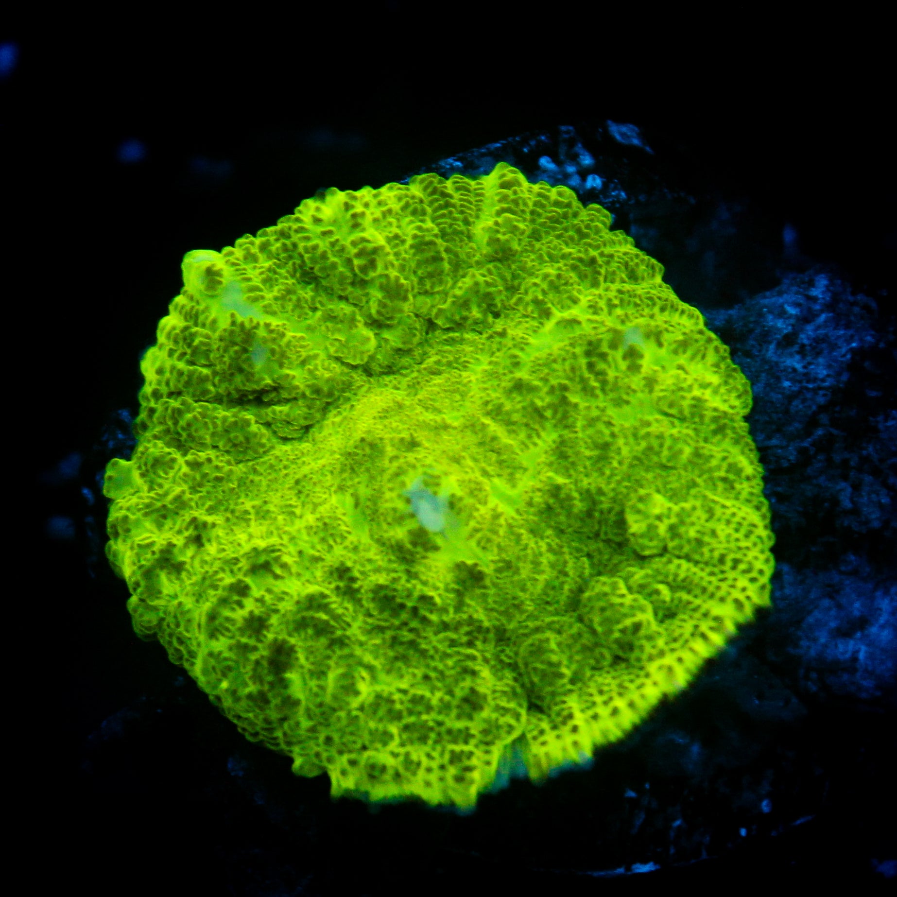 JC Kryptonite Rhodactis