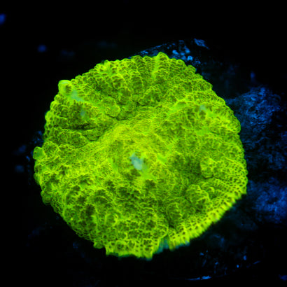 JC Kryptonite Rhodactis