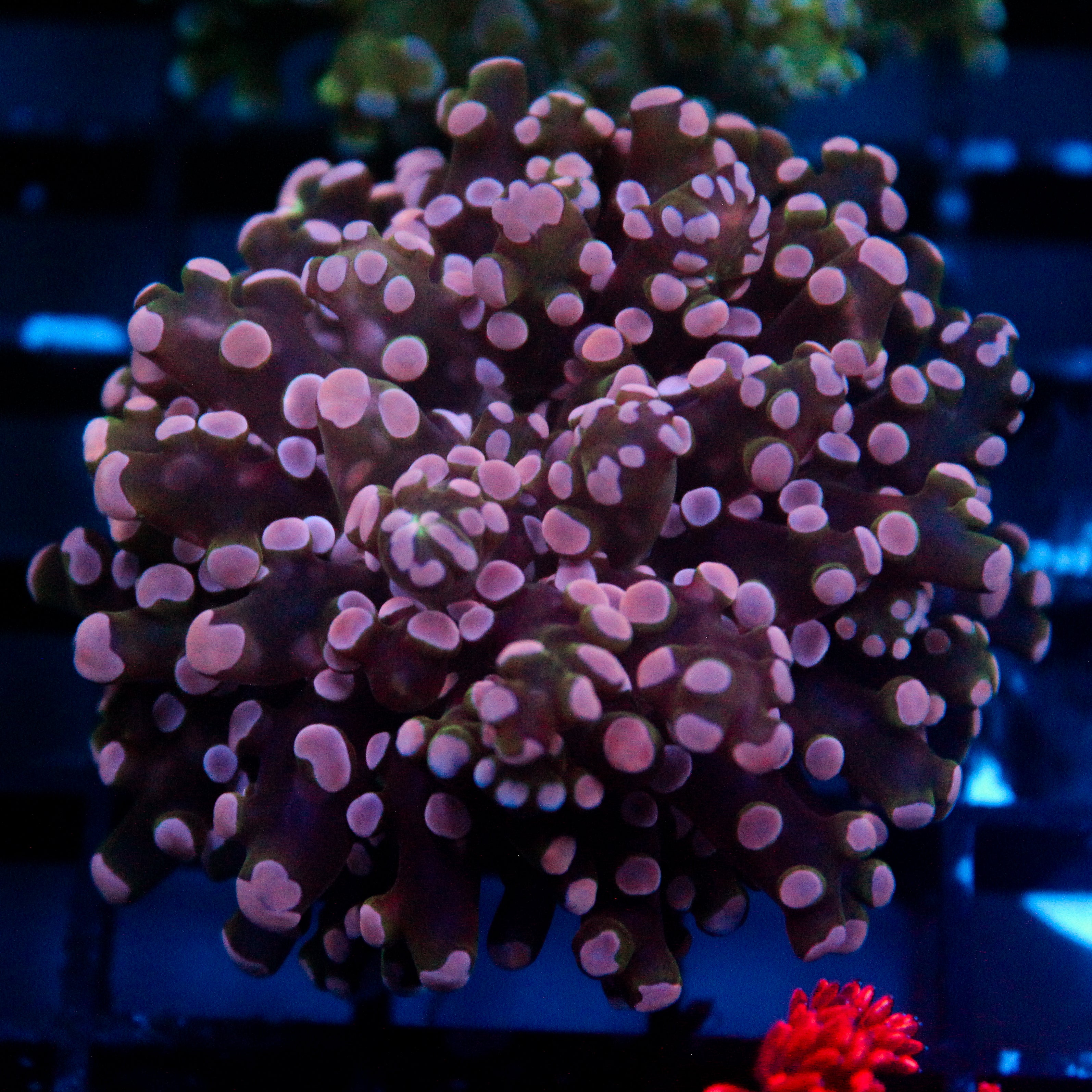JC Pink Tip Frogspawn