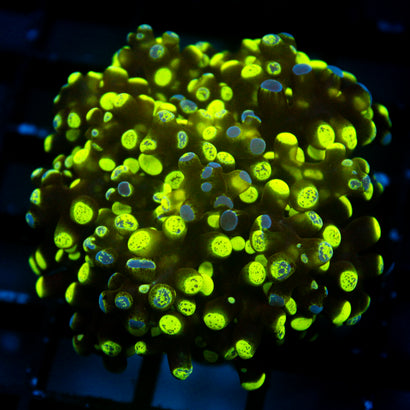 JC Ultra Splatter Frogspawn
