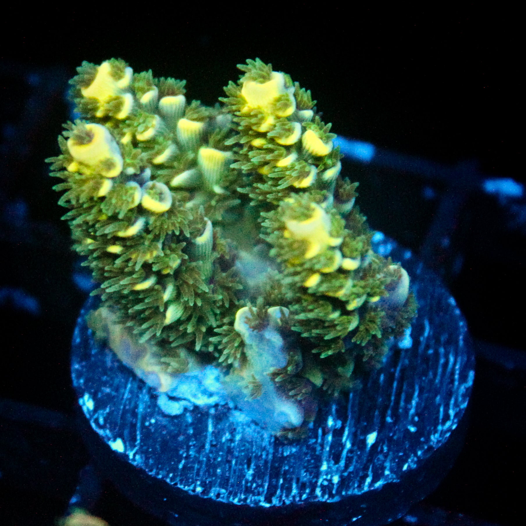 JC Auramite Acro