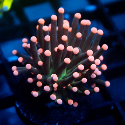 JC Pink Tip Hurricane Torch