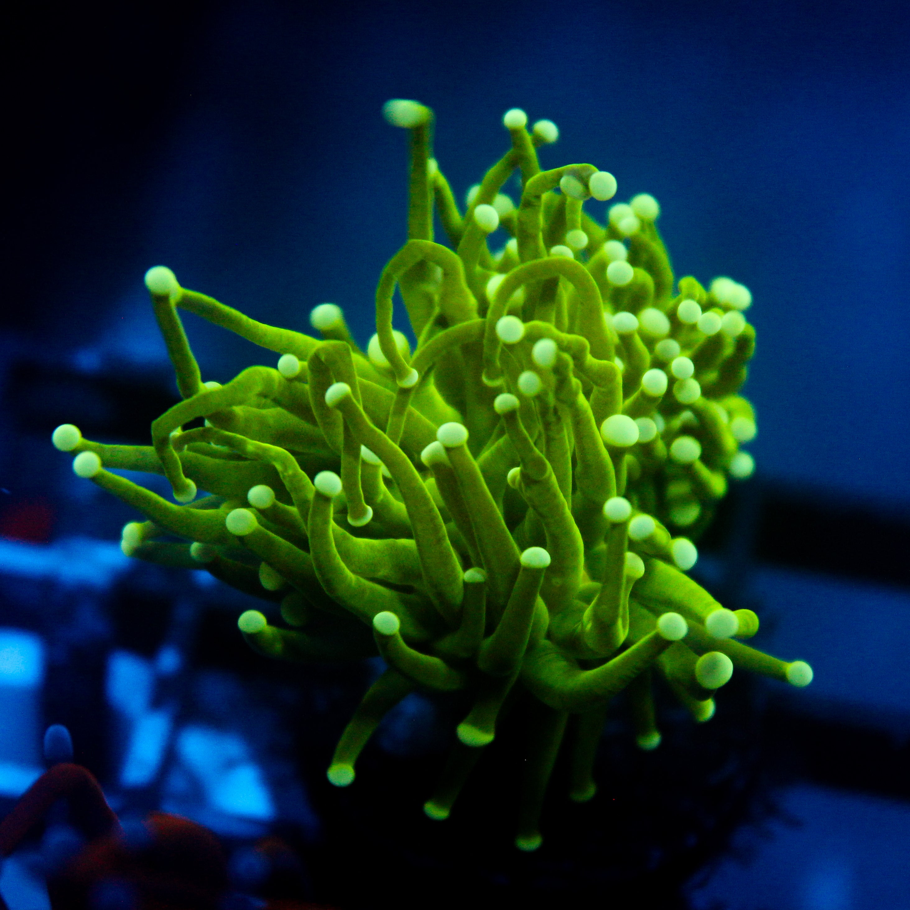 JC Slime Slayer Torch