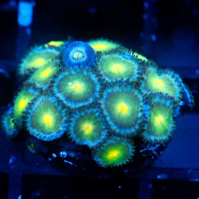 JC Something Strange Zoanthids