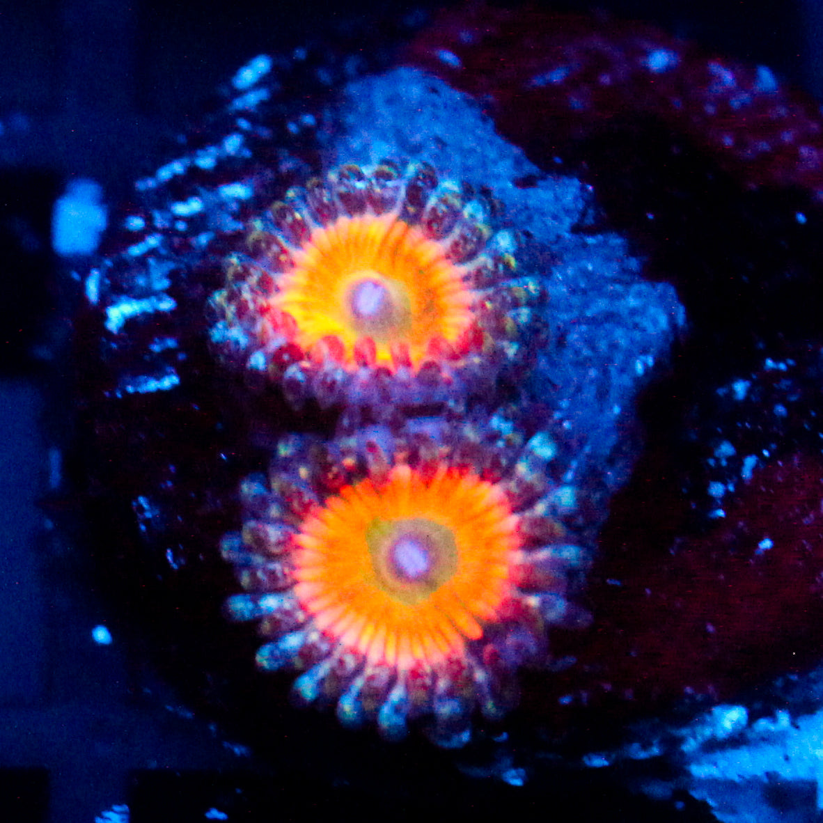 JC OG Sunny D Zoanthid