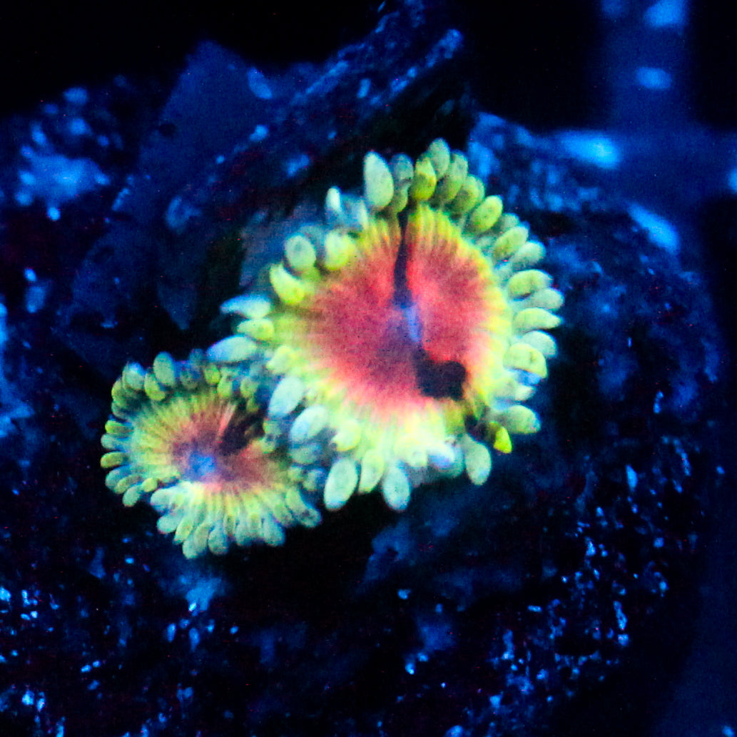 Jason Fox Bloodshot Zoanthid