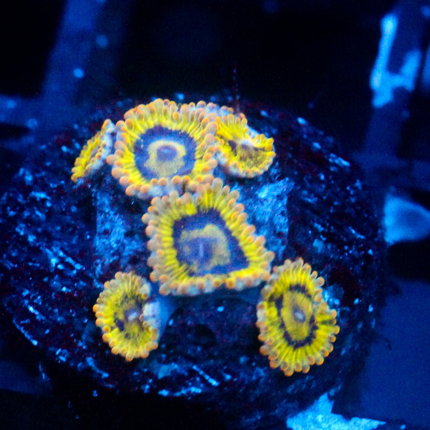 Rainbow Yoda Zoanthid