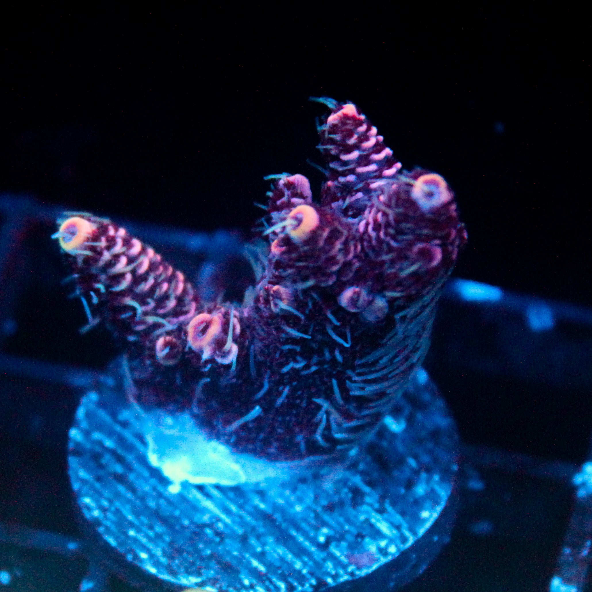 JC Purple Flux Acro