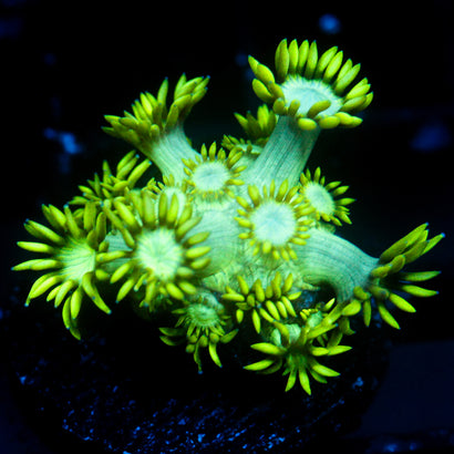 JC Uranium Fever Goni