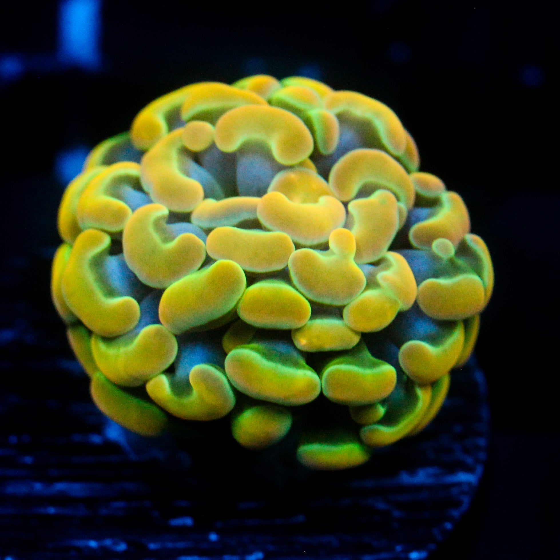 JC Rainbow Gold Hammer