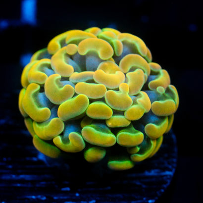 JC Rainbow Gold Hammer