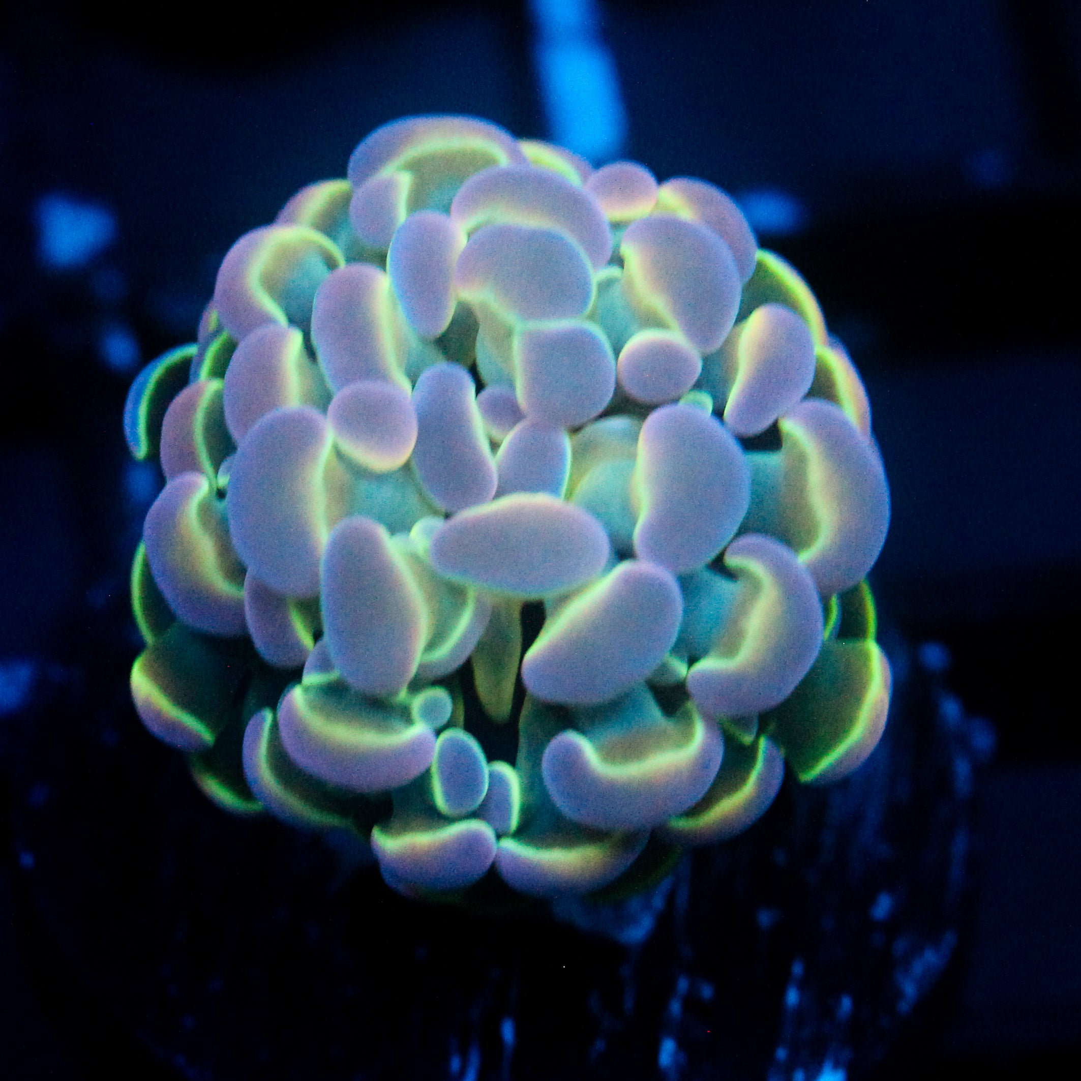JC Ultra Hologram Hammer
