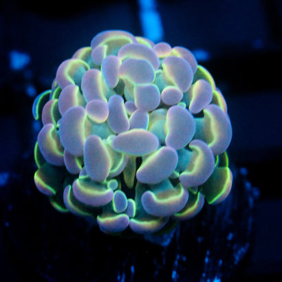 JC Ultra Hologram Hammer