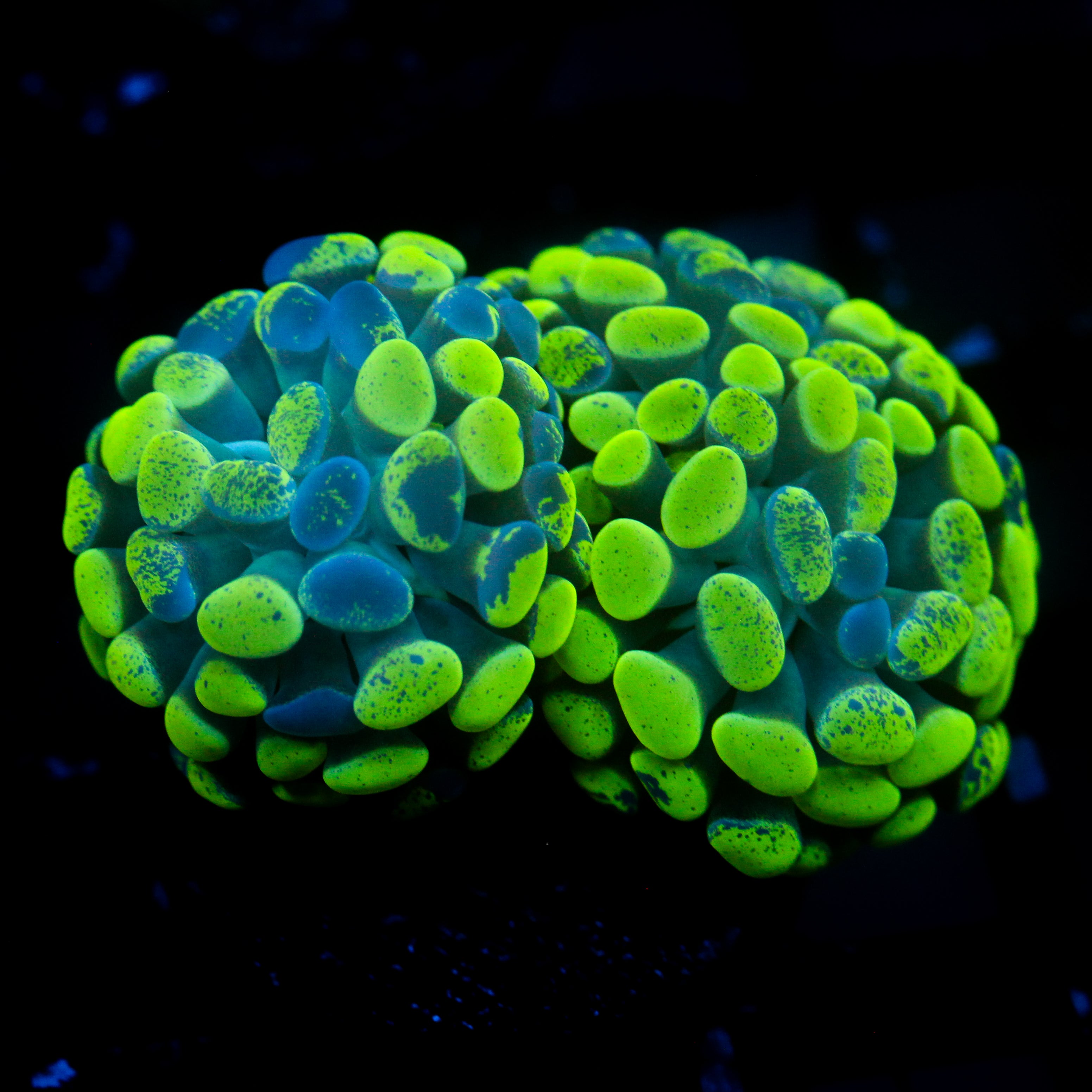 JC Ultra Splatter Hammer