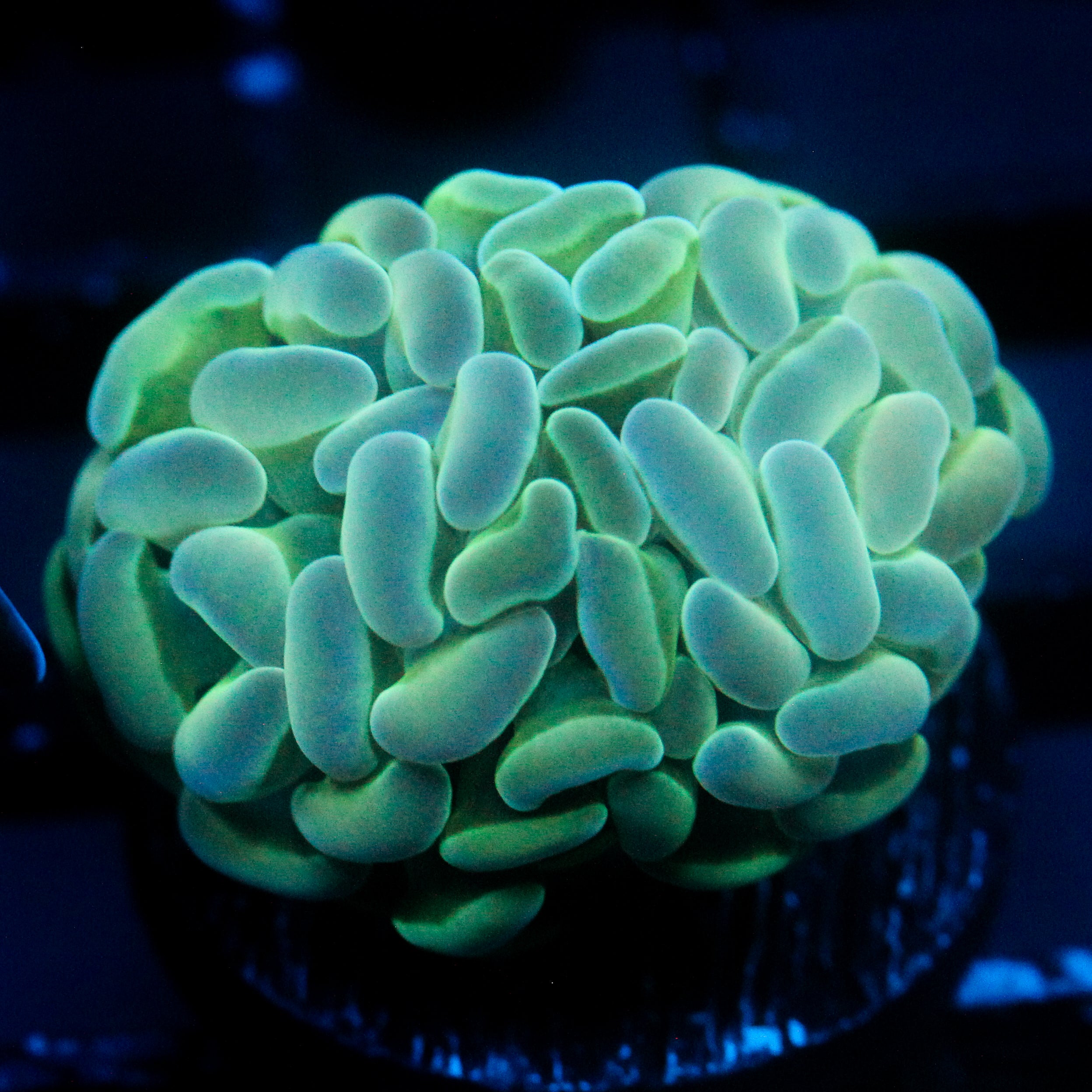 JC Alien Glow Hammer