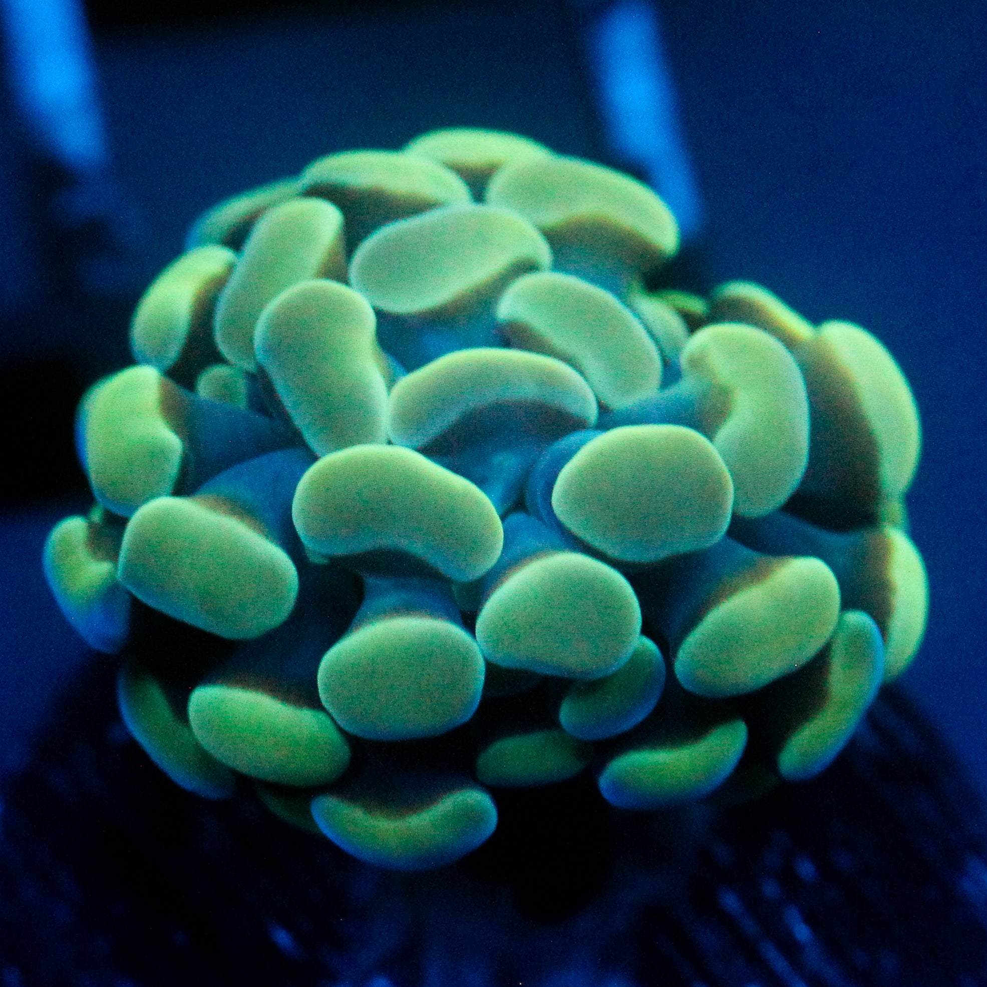 JC Blue Glow Hammer