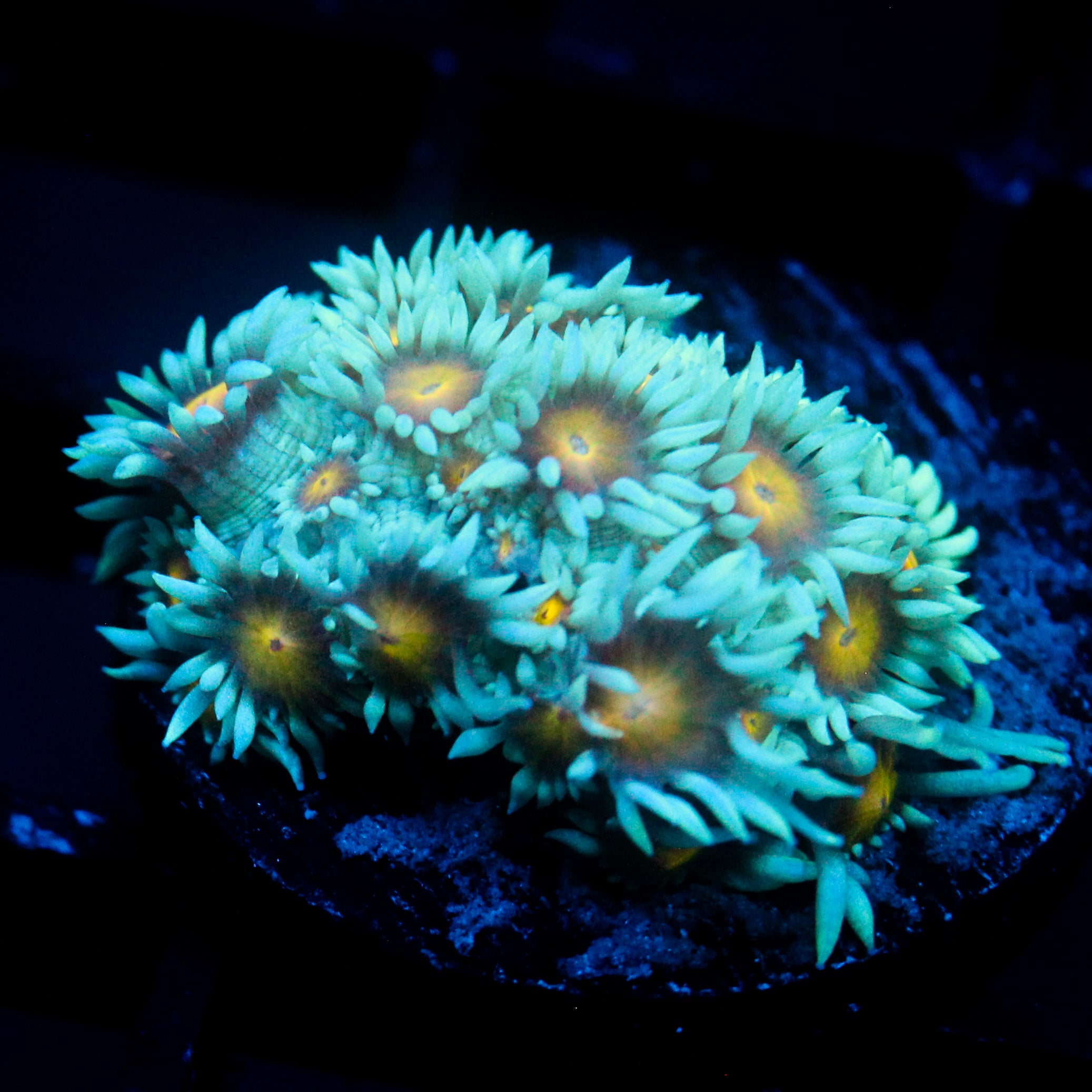 JC Sunflower Goni