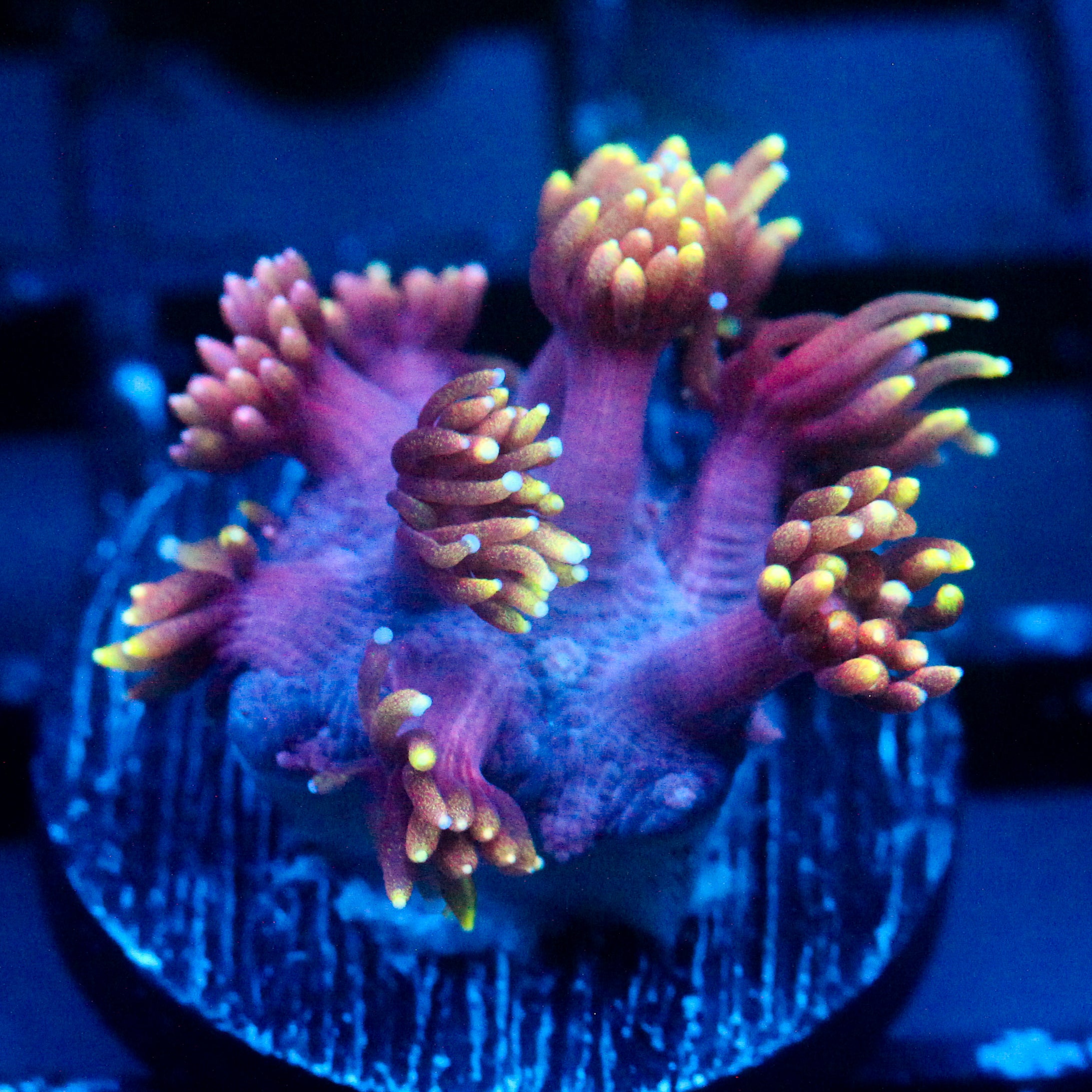 JC Tentacool Goni