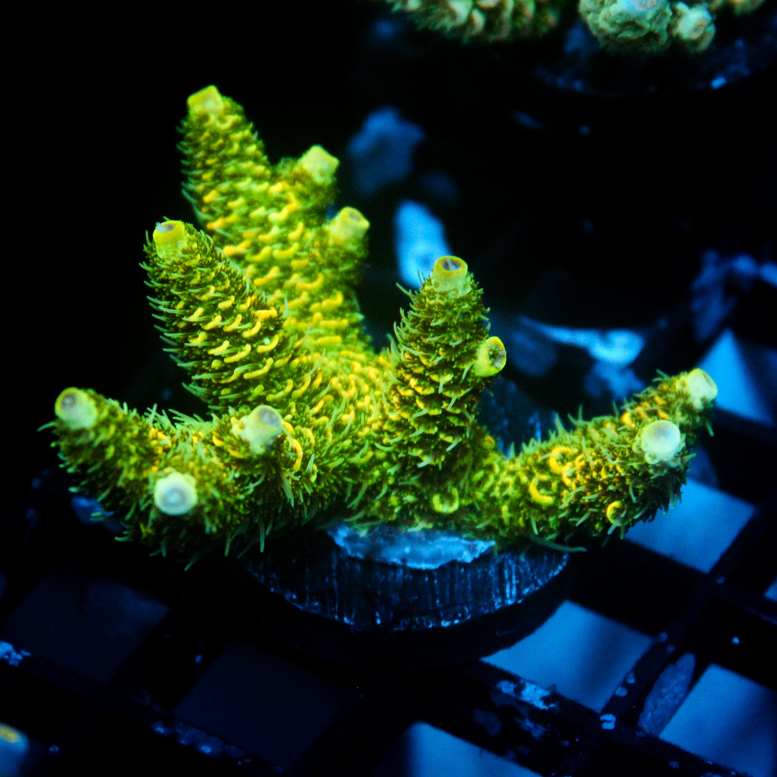 JC Tropical Fever Acro