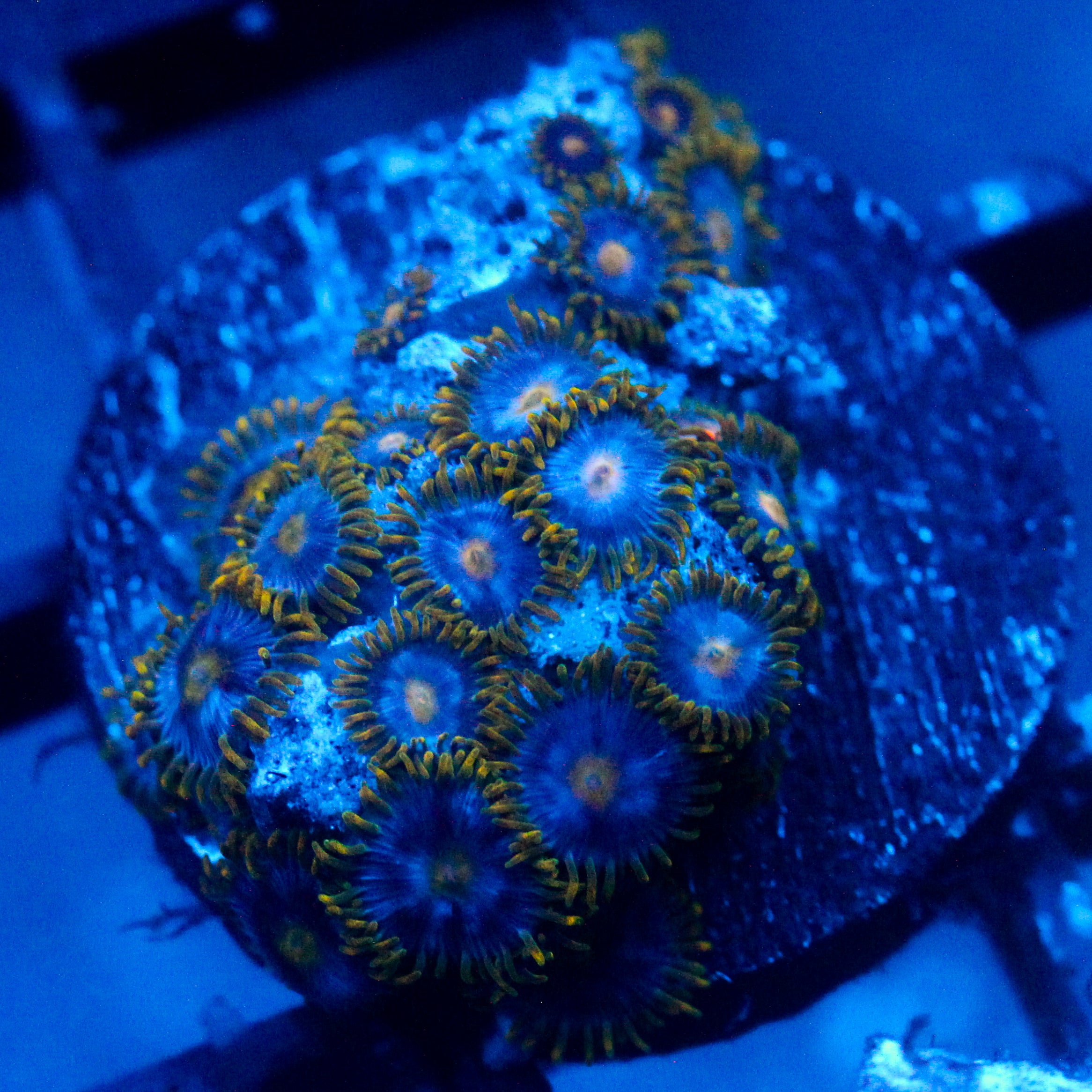 JC Blue Beast Zoanthid