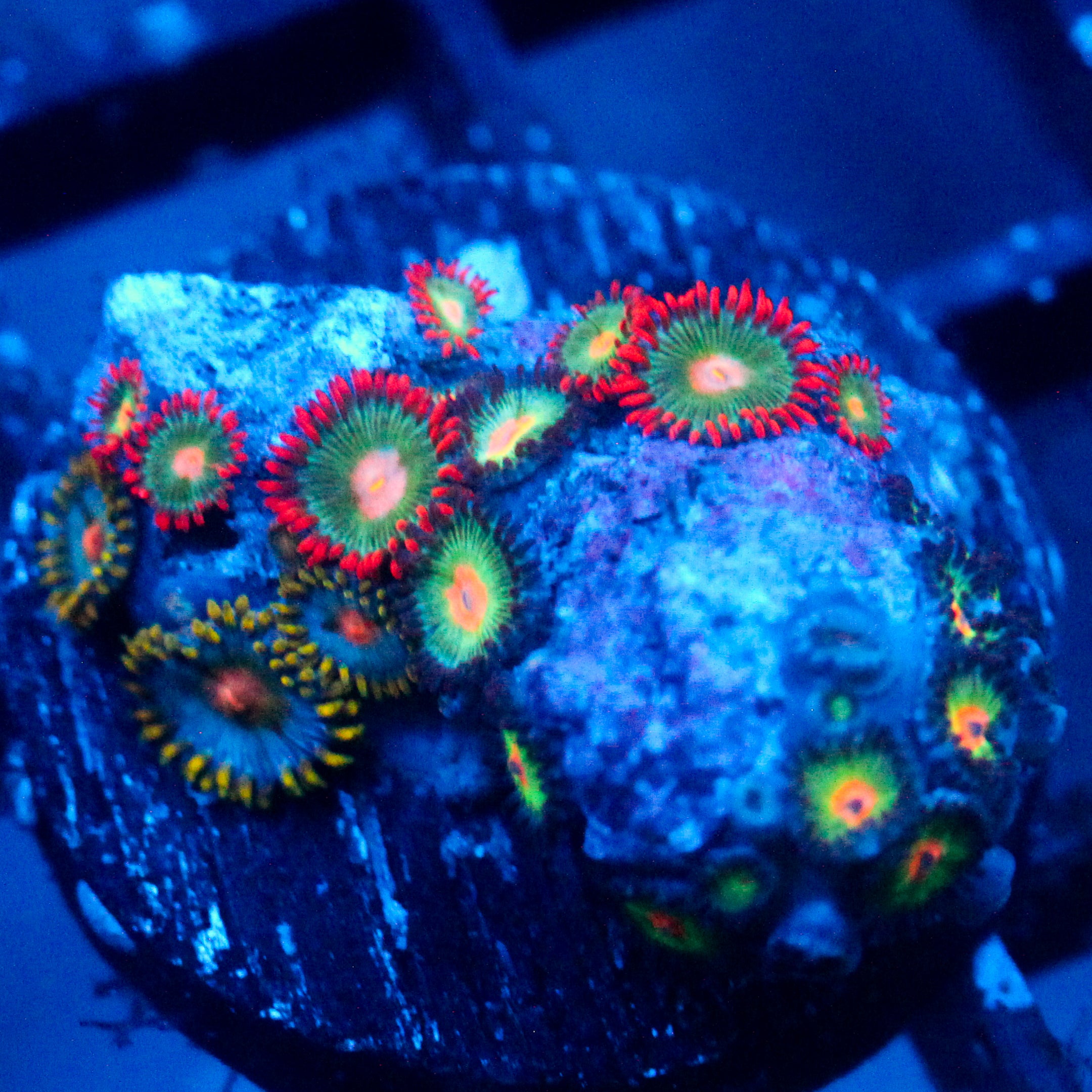 JC Gatorade Zoanthids Mix