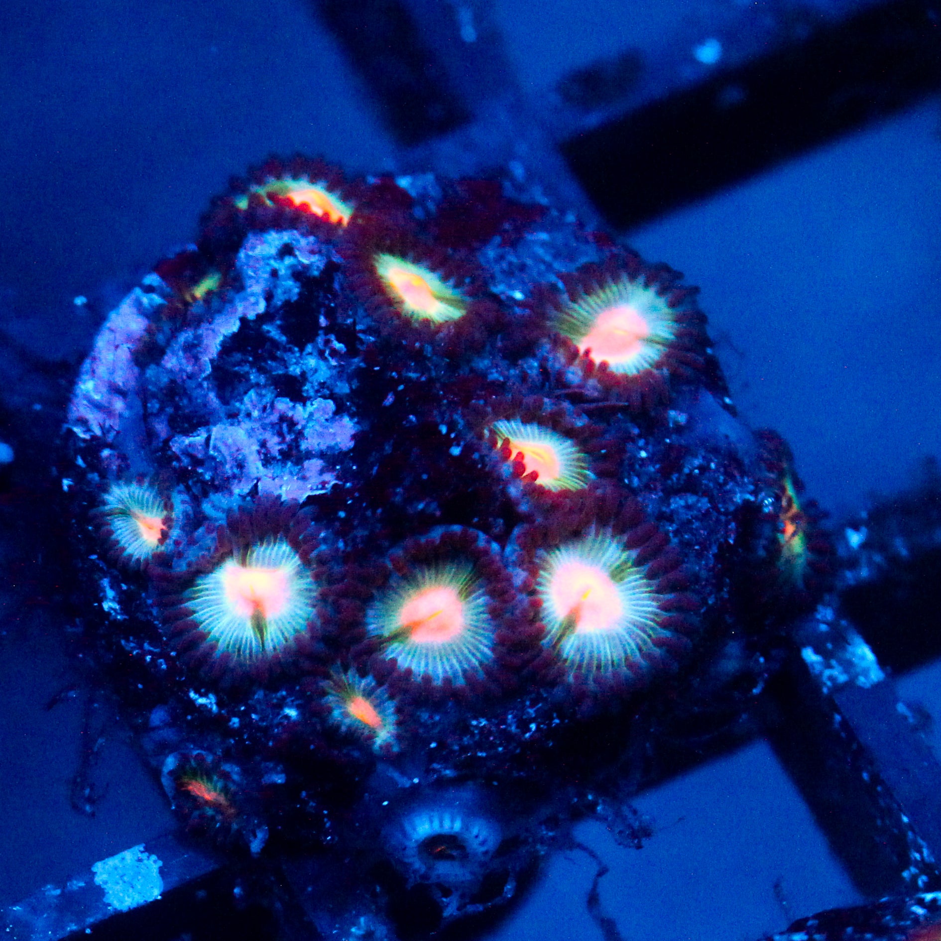 JC Blue Raven Zoanthid