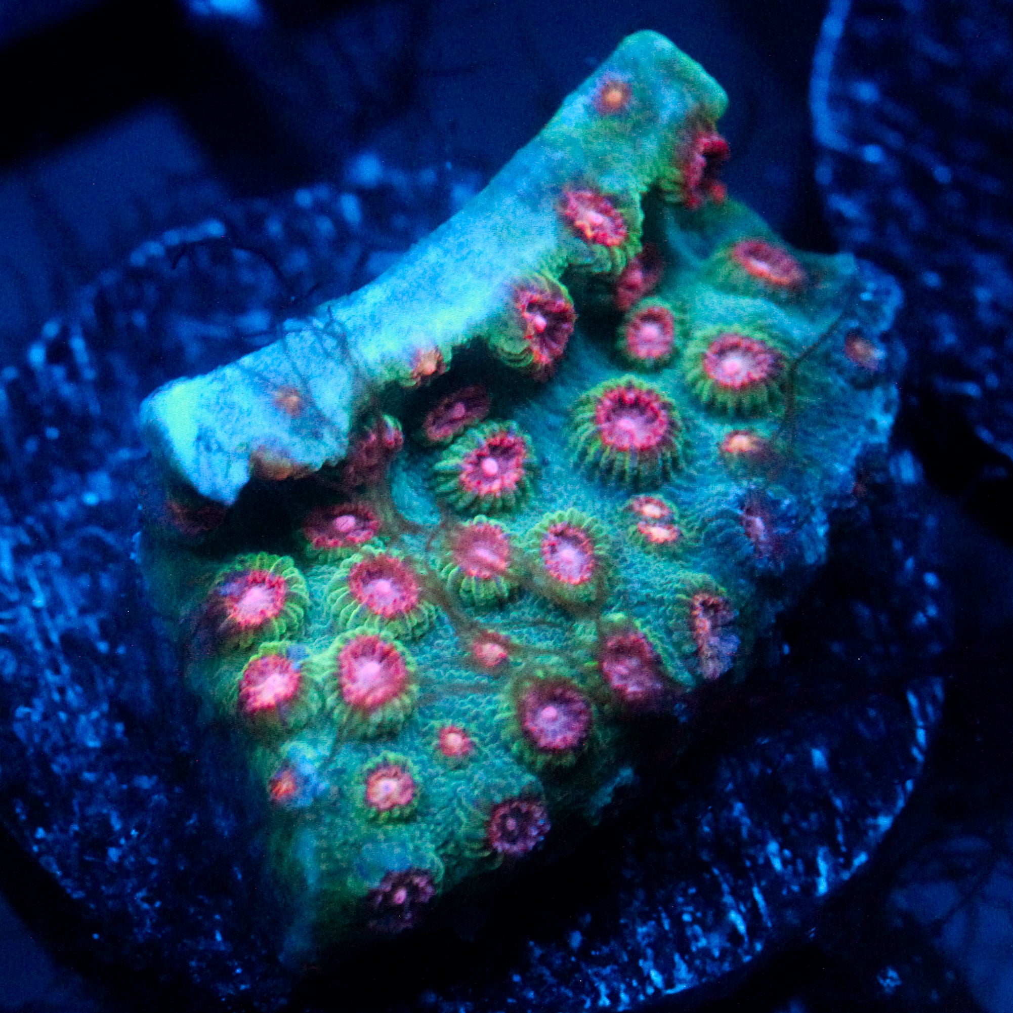 JC Evil Swarm Cyphastrea