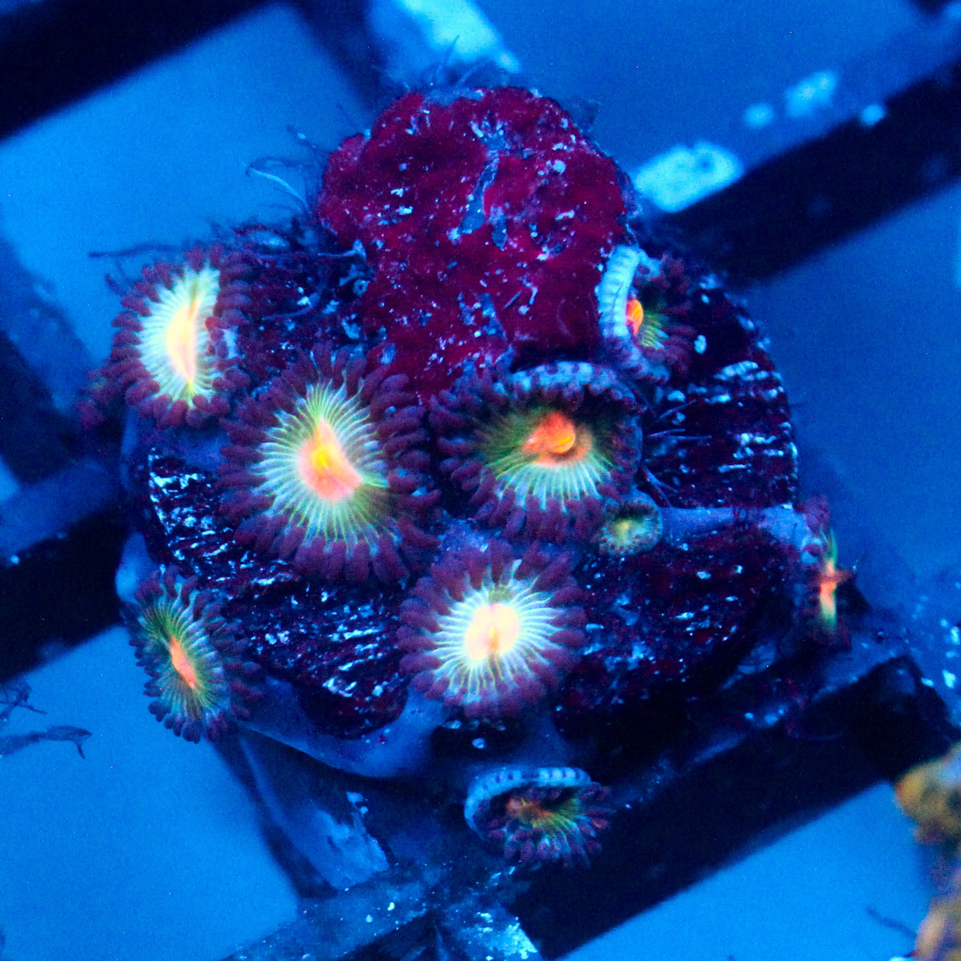 JC Blue Raven Zoanthid