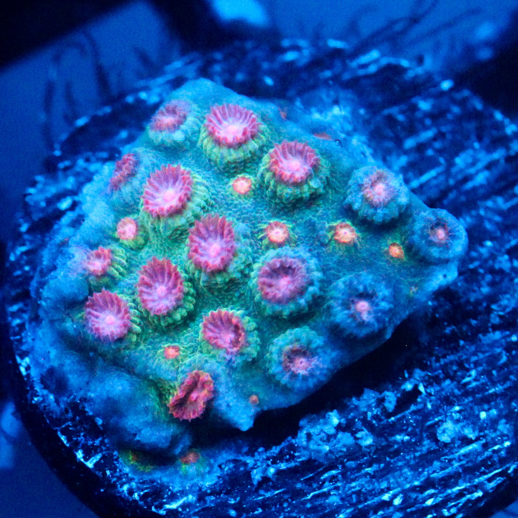 JC Evil Swarm Cyphastrea